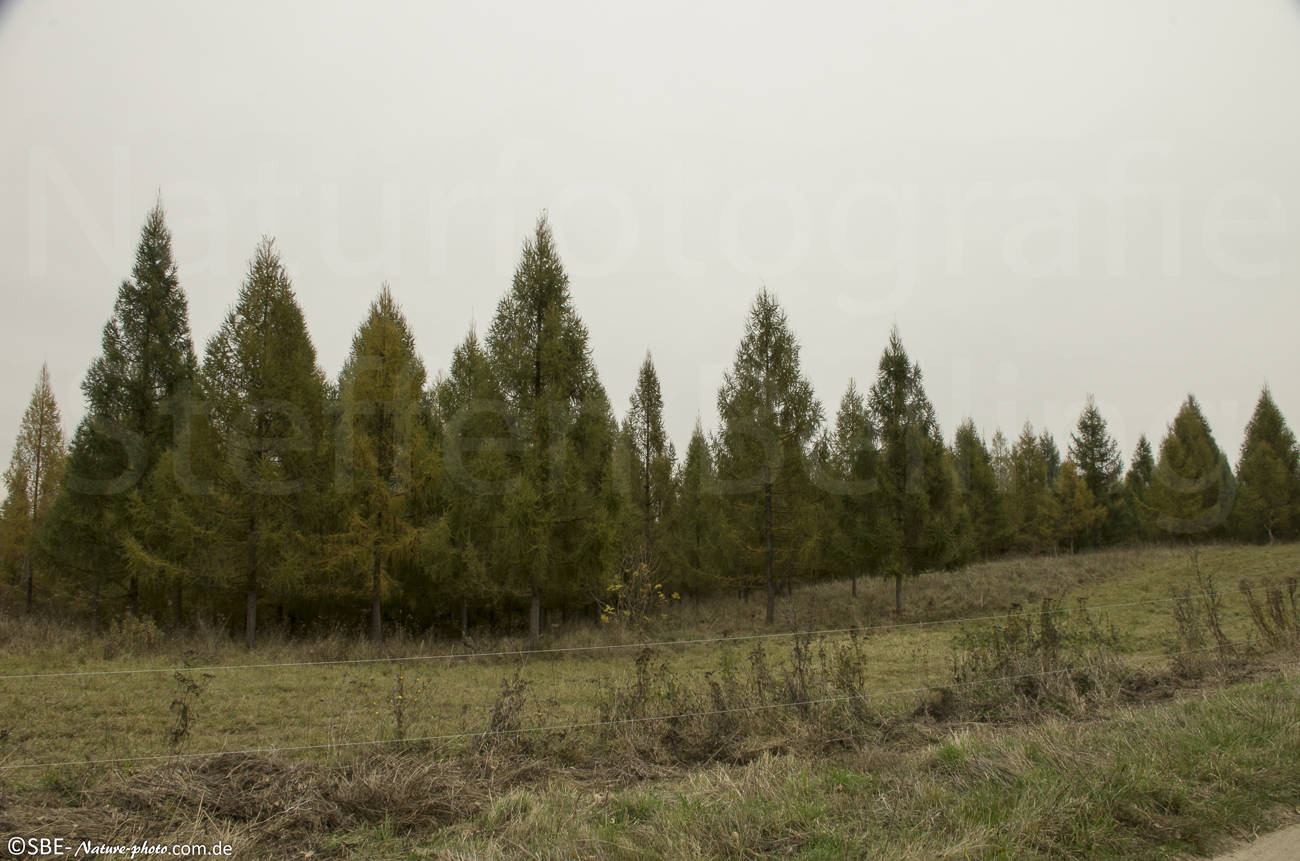 _IGP3688